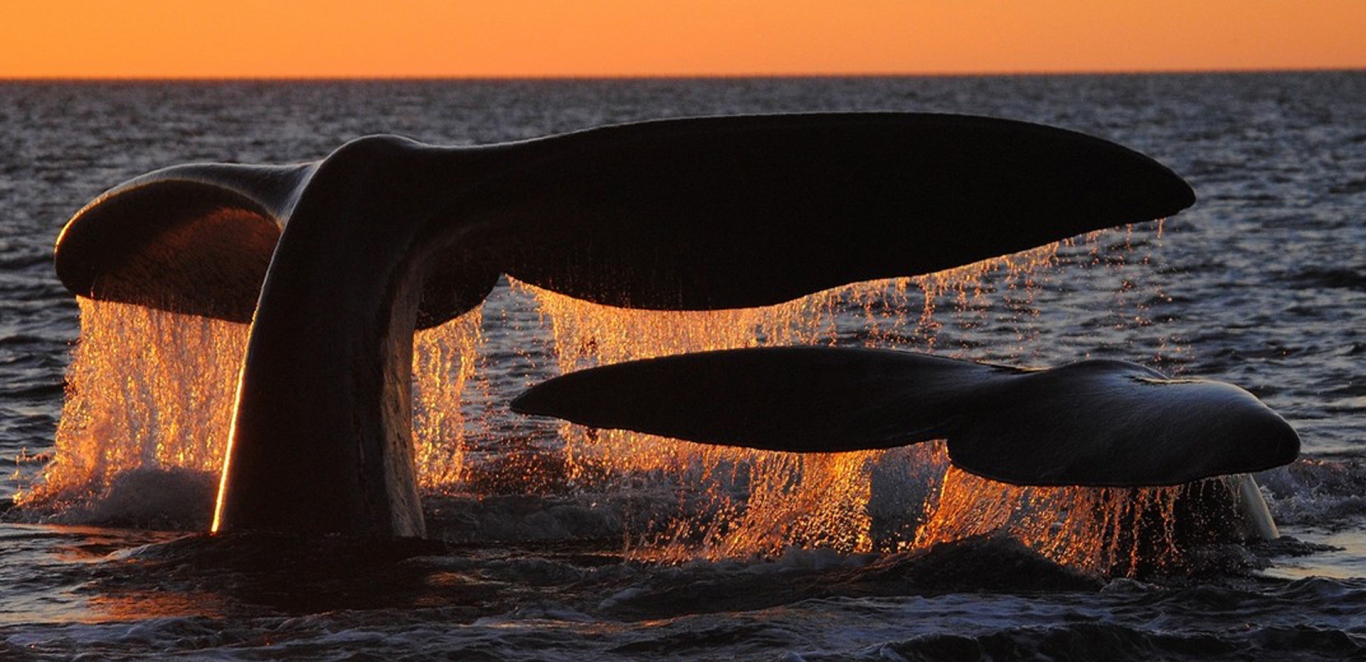BALLENAS_TARDE